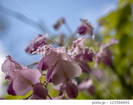 藤の花びらのアップ 123560091
