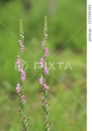 ネジバナの群生地での花が咲いた様子 ネジバナの群生地での花が咲いた様子 123560162