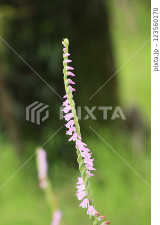 ネジバナの群生地での花が咲いた様子 ネジバナの群生地での花が咲いた様子 123560170