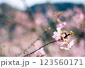春の花、ピンクの桜の花と枝 123560171