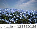 春の花、青いネモフィラと背景空 123560186