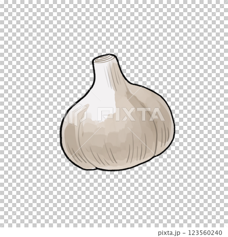 大蒜的插圖 大蒜的插圖 123560240