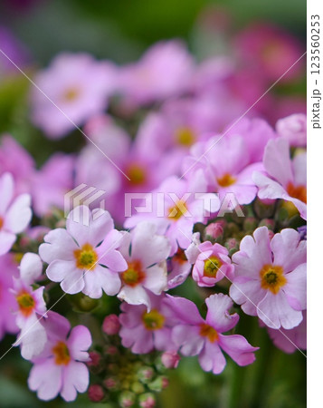 桜草 123560253