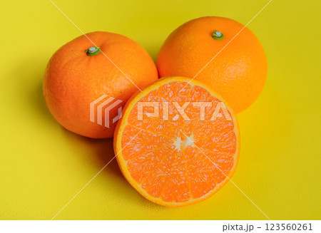 黄色背景で撮影したセトカ 黄色背景で撮影したセトカ 123560261