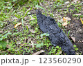 地面に落ちた木炭 123560290