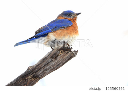Bluebird perched on the branch tree in the forest, Montreal, Canada 123560361