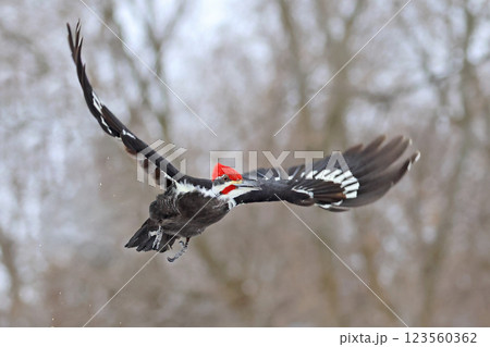 Pileated woodpecker flying in the forest, Quebec, Canada 123560362