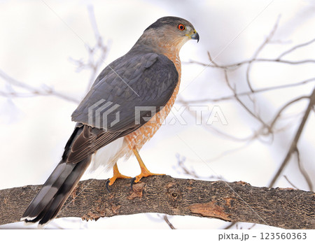Cooper's hawk sitting on a tree branch in the forest, Quebec, Canada 123560363