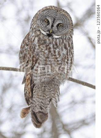 Great Grey Owl perched on a branch tree in the forest, Quebec, Canada 123560364