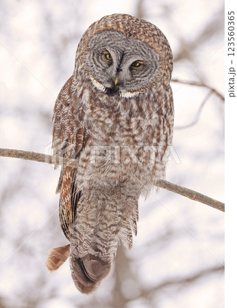 Great Grey Owl perched on a branch tree in the forest, Quebec, Canada 123560365