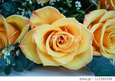 オレンジ色の薔薇(Orange Color Rose) オレンジ色の薔薇(Orange Color Rose) 123560389