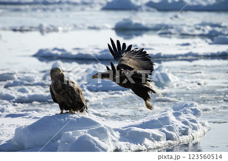 知床の夜明け 123560514