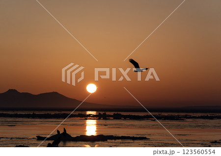 知床の夜明け 123560554