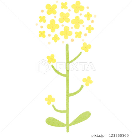 シンプルな菜の花のイラスト 123560569