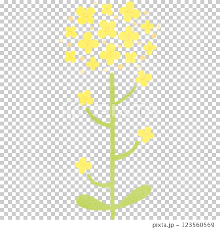シンプルな菜の花のイラスト 123560569