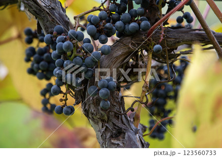 秋の味覚山葡萄 秋の味覚山葡萄 123560733
