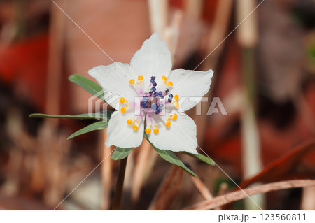 セツブンソウの花 123560811