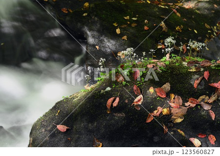 晩秋の渓流に咲くナメラダイモンジソウ 123560827