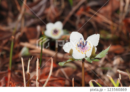 セツブンソウの花 123560869
