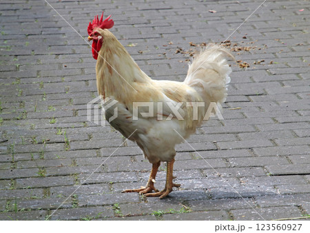 白いニワトリ 123560927