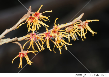 マンサクの花 123561072