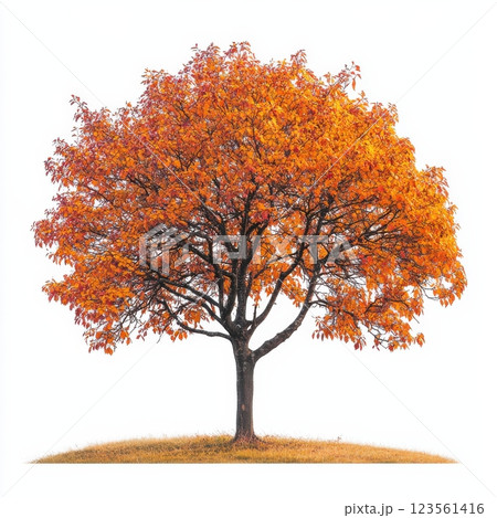 Vibrant Deciduous Tree with Stunning Changing Foliage in Autumn Vibrant Deciduous Tree with Stunning Changing Foliage in Autumn 123561416