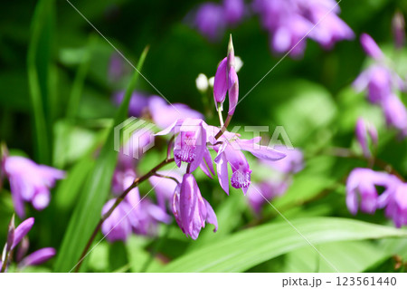 シラン　urn orchid 123561440