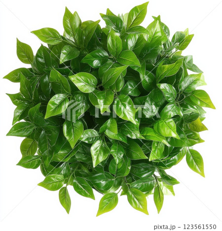 Lush Green Bush with Dense Foliage Isolated on a White Background 123561550
