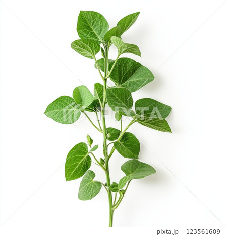 Fresh Green Soybean Plant Branch with Leaves and Pods 123561609