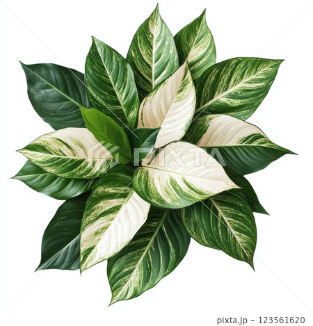 Variegated Tropical Leaves with White and Green Patterns in Full View 123561620