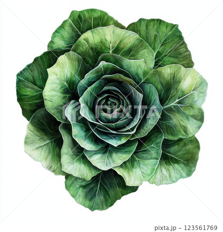Lush Green Lettuce Plant with Leafy Texture and Detailed Foliage 123561769