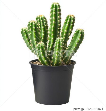 Sharp Details of a Cactus in a Black Pot with Clean Edges 123561871