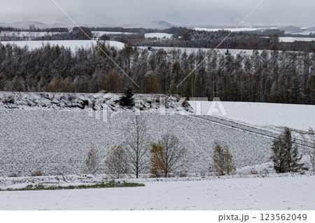 初雪の美瑛の丘 123562049