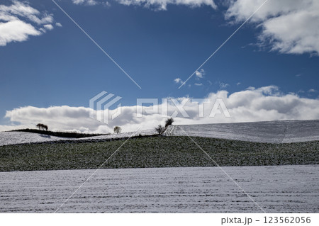 初雪の美瑛の丘 123562056