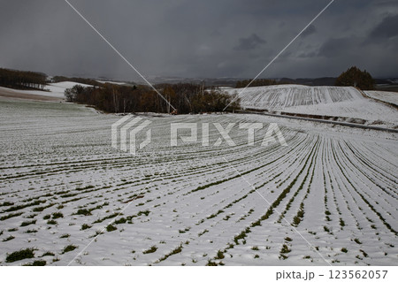初雪の美瑛の丘 初雪の美瑛の丘 123562057