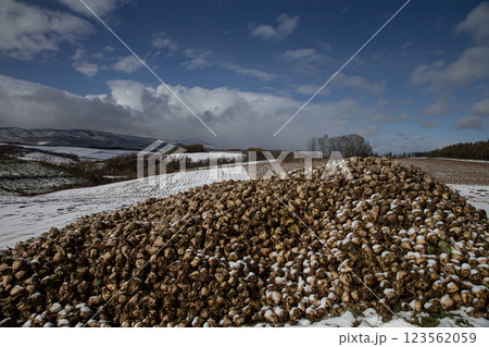 初雪の美瑛の丘 123562059