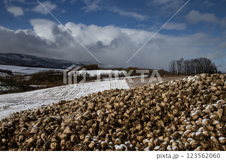 初雪の美瑛の丘 123562060