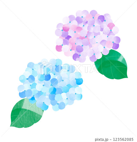 アジサイの花 アジサイの花 123562085