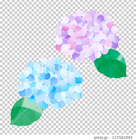 アジサイの花 アジサイの花 123562085