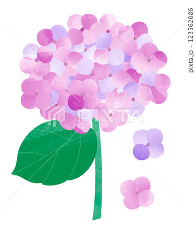 アジサイの花 123562086