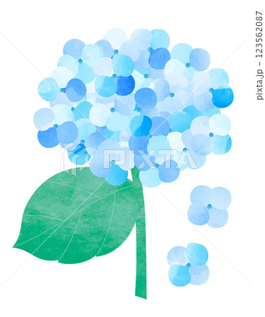 アジサイの花 アジサイの花 123562087