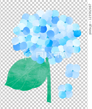 アジサイの花 アジサイの花 123562087