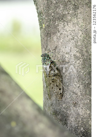 ミンミンゼミ 123562176