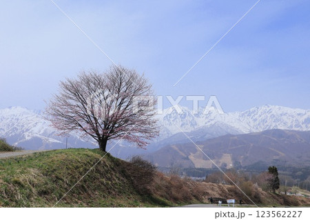 残雪残る北アルプスと桜の木 123562227