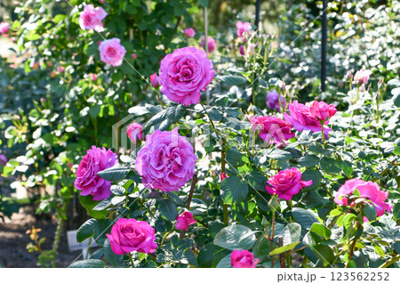 バラ「シャルトルーズ・ドゥ・パルム」 バラ「シャルトルーズ・ドゥ・パルム」 123562252