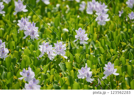 水辺を彩るホテイソウ		 123562283