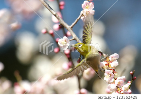 梅の花とメジロ 梅の花とメジロ 123562429