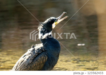 エサを探すカワウ エサを探すカワウ 123562433