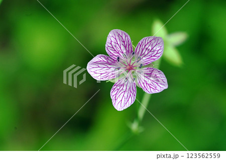 夏の高原に咲くビッチュウフウロの赤い花 123562559