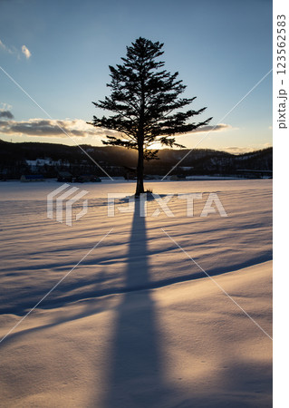 雪原の一本樹 雪原の一本樹 123562583